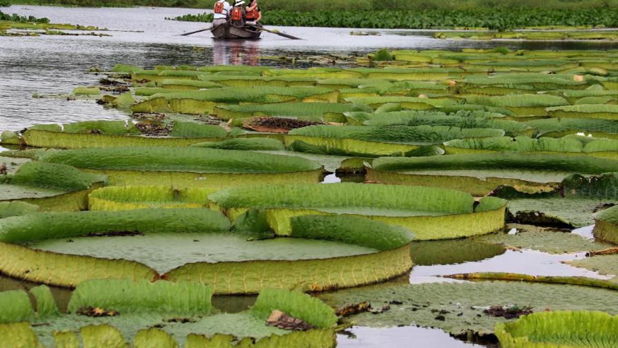 Maravilla natural de lirios brota en río en Paraguay para deleite turístico 