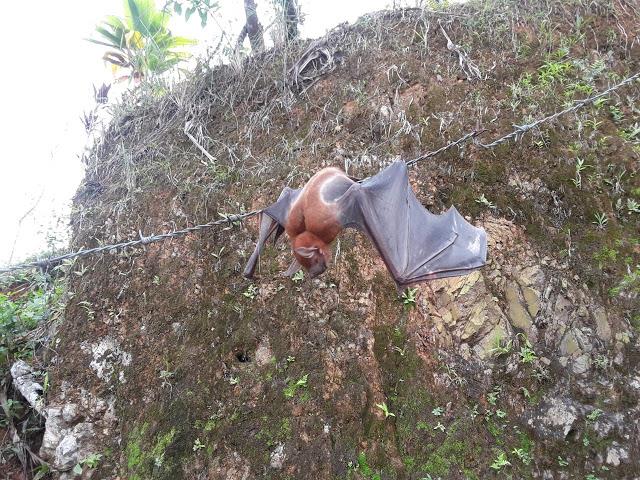 Un murciélago pescador que provoca  curiosidad en El Seibo
