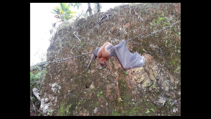Un murciélago pescador que provoca  curiosidad en El Seibo