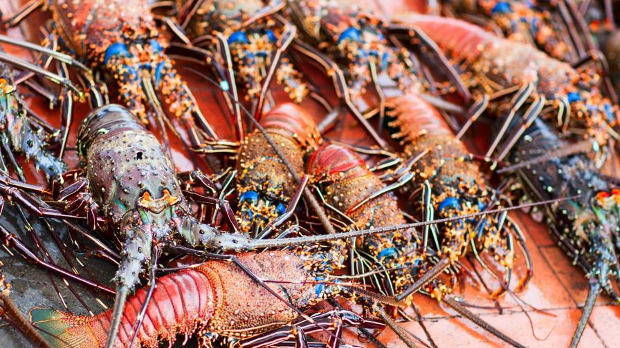 Fueron capturadas 165 toneladas de langosta durante 2017 en las islas Galápagos 