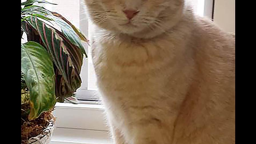 Cuidar de un gato anciano