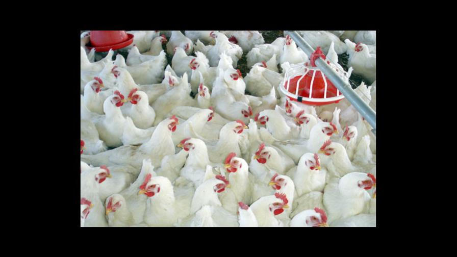 Denuncian que hay un monopolio con los huevos Denuncian que hay un monopolio con los huevos