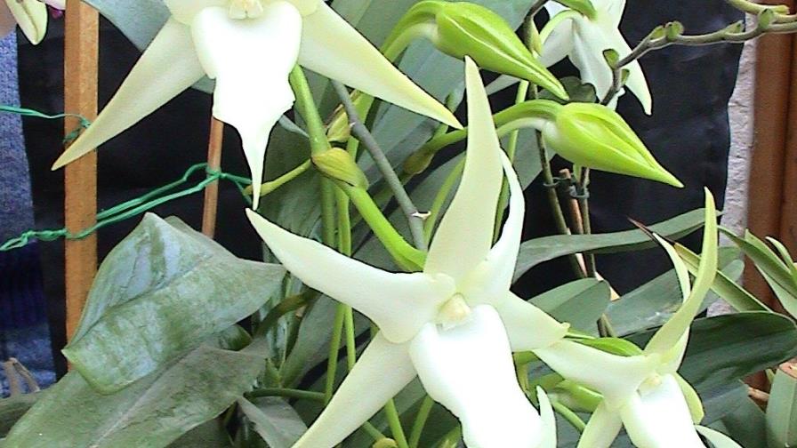 Científicos resuelven el “abominable misterio” de las plantas de Darwin