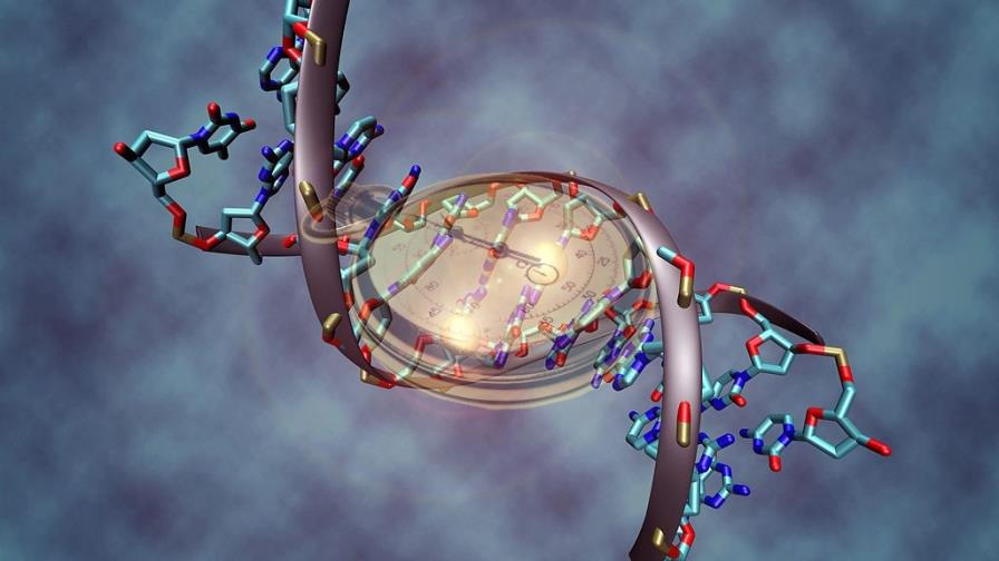 ¿Qué es la edad biológica y cronológica?