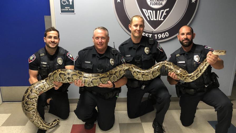 Policía Estados Unidos captura pitón de 12 pies y medio en una calle del sur de Florida Policía Estados Unidos captura pitón de 12 pies y medio en una calle del sur de Florida
