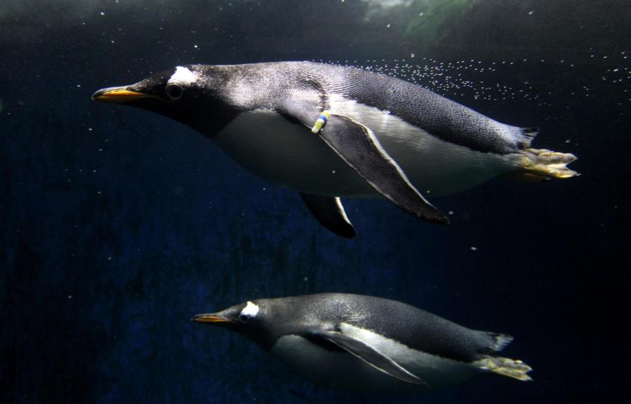 Zoológico de Guadalajara celebra la llegada de tres crías de pingüino 