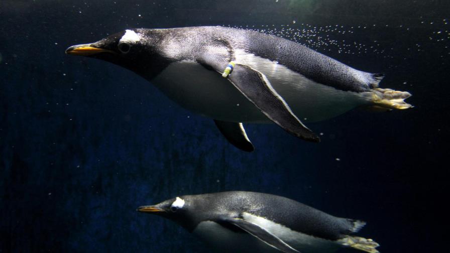 Zoológico de Guadalajara celebra la llegada de tres crías de pingüino Zoológico de Guadalajara celebra la llegada de tres crías de pingüino