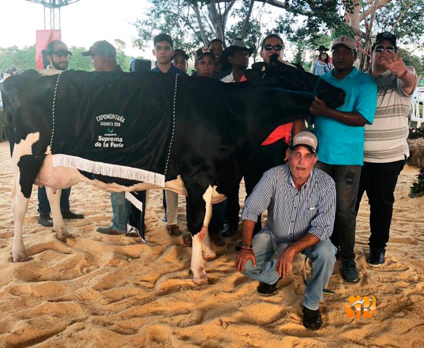 Subastan vaca en Sabaneta por 650 mil pesos 