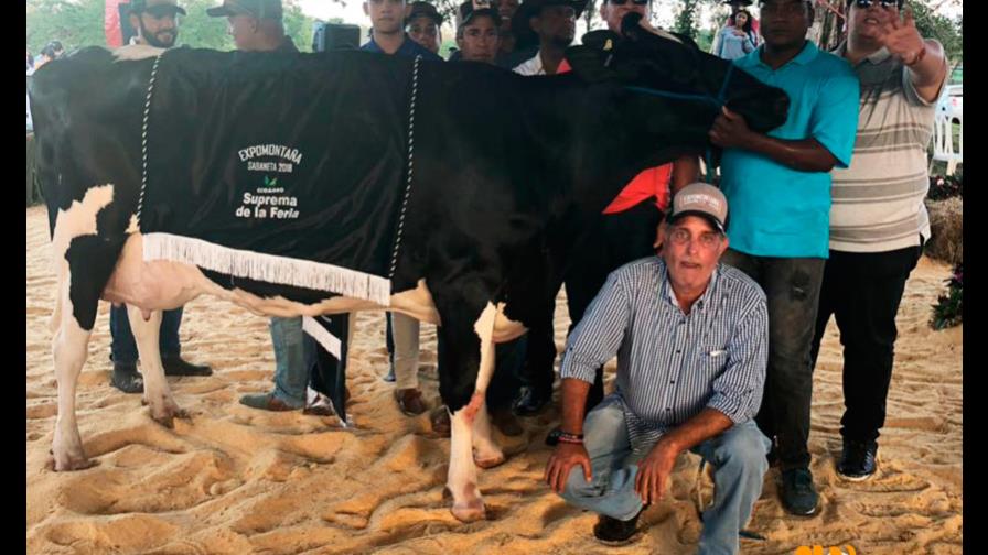 Subastan vaca en Sabaneta por 650 mil pesos 