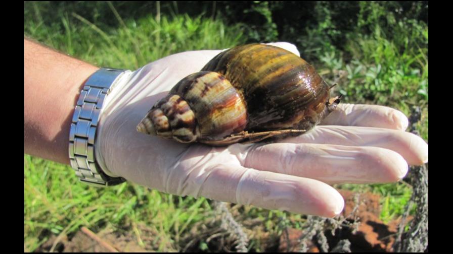 Agricultura vigila al caracol africano y EEUU coopera                                                                                                                                                                                                                                                                                                                                                                                                                      
