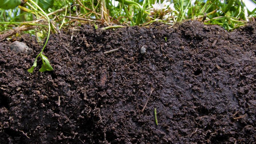 Un estudio reduce a 511 las especies de bacterias más abundantes en el suelo