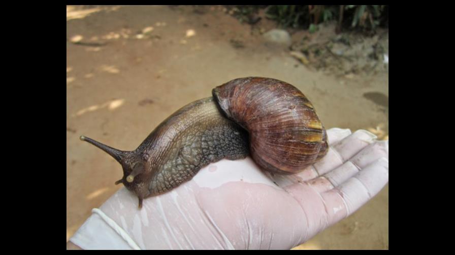 Ministerio de Salud informa medidas contra presencia de caracol gigante africano