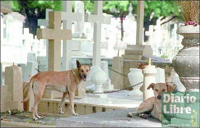 Hallan perros muertos que iban a ser vendidos en restaurante de Perú