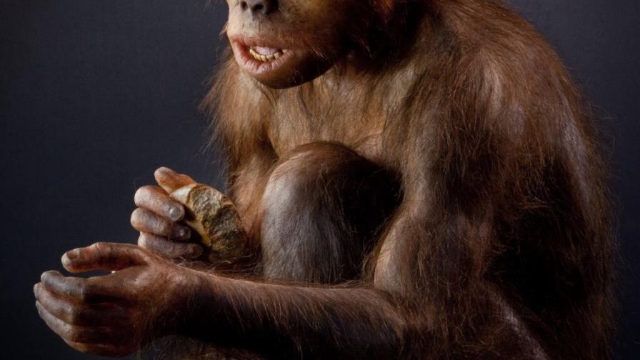 Los homínidos usaron preferentemente la mano derecha antes de lo que se creía