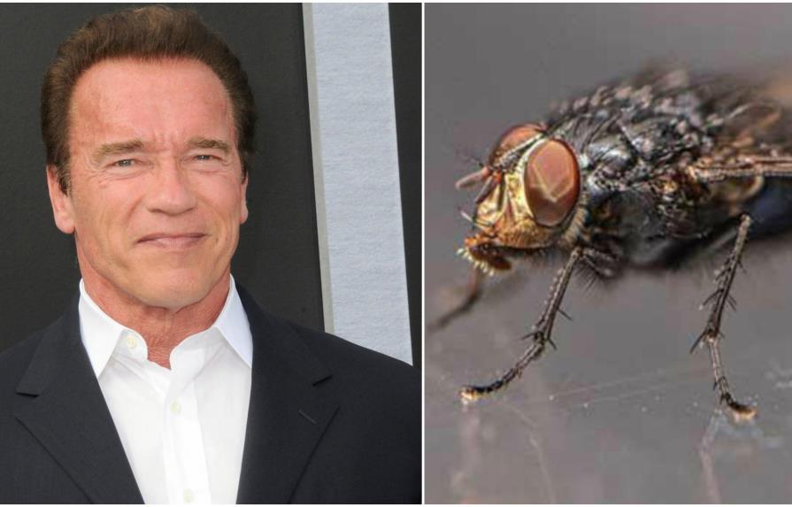 La especie de mosca que fue nombrada en honor a Arnold Schwarzenegger