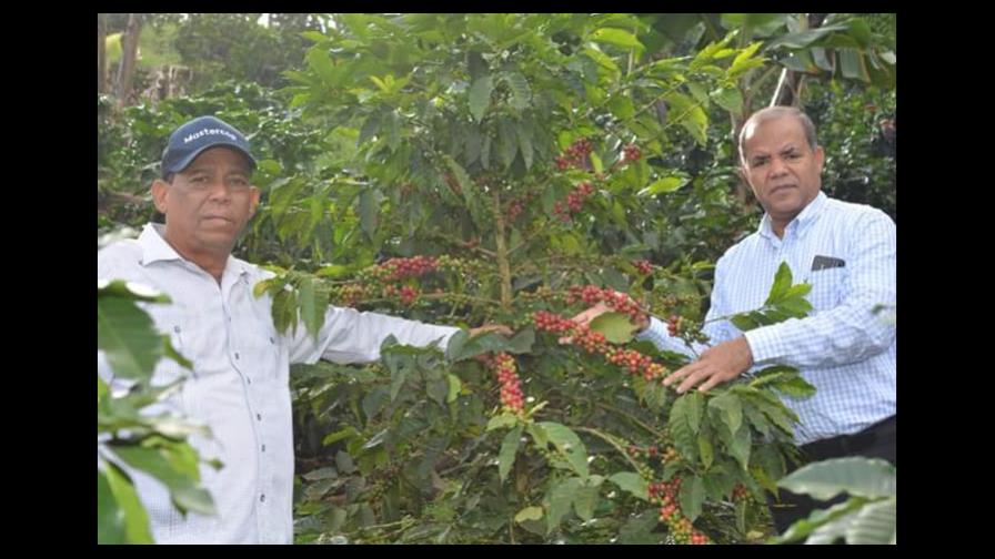 Con 45.9 millones de pesos el FEDA impulsa producción cafetalera de Peravia y Ocoa Con 45.9 millones de pesos el FEDA impulsa producción cafetalera de Peravia y Ocoa