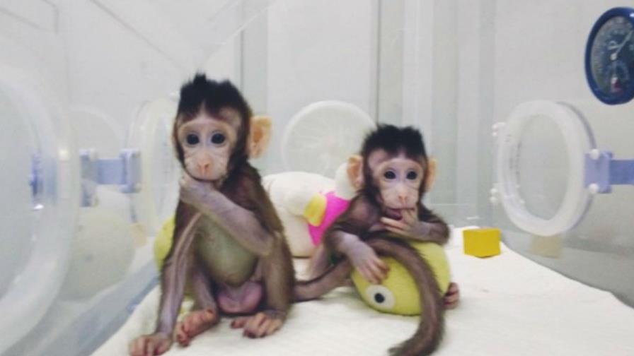 Clonan dos monos genéticamente idénticos con técnica de la oveja Dolly