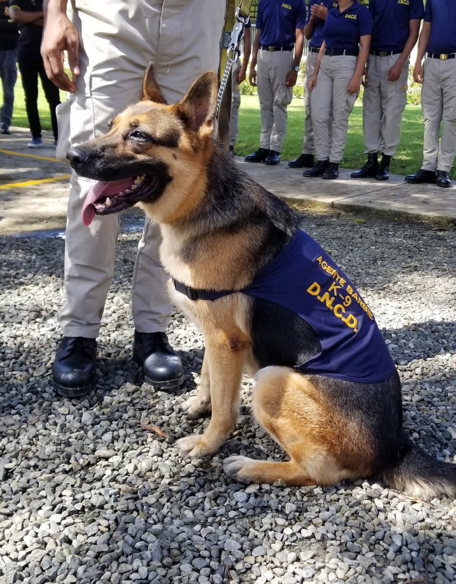 Uno de los perros entrenados para detectar narcóticos y dinero falsificado.