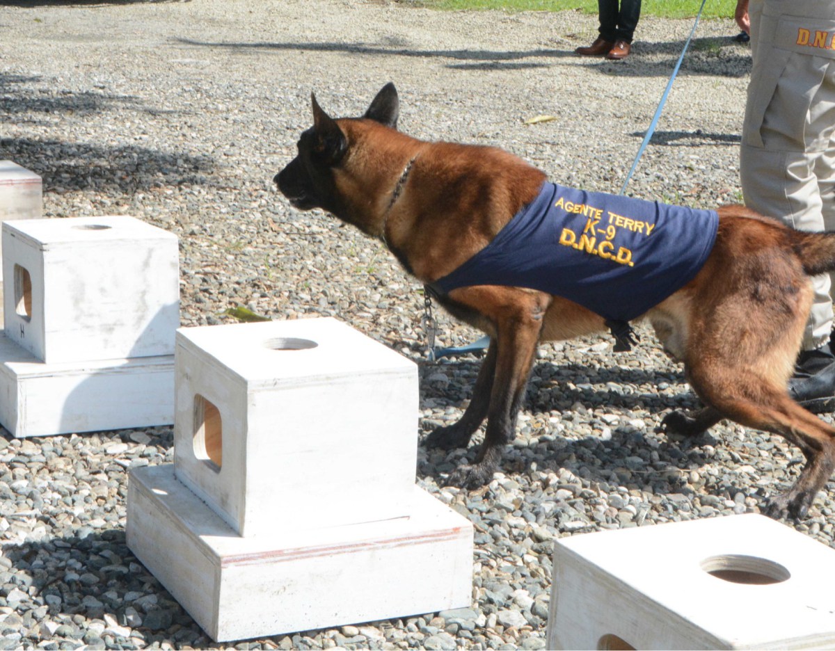 Los perros hicieron una demostración de sus capacidades.