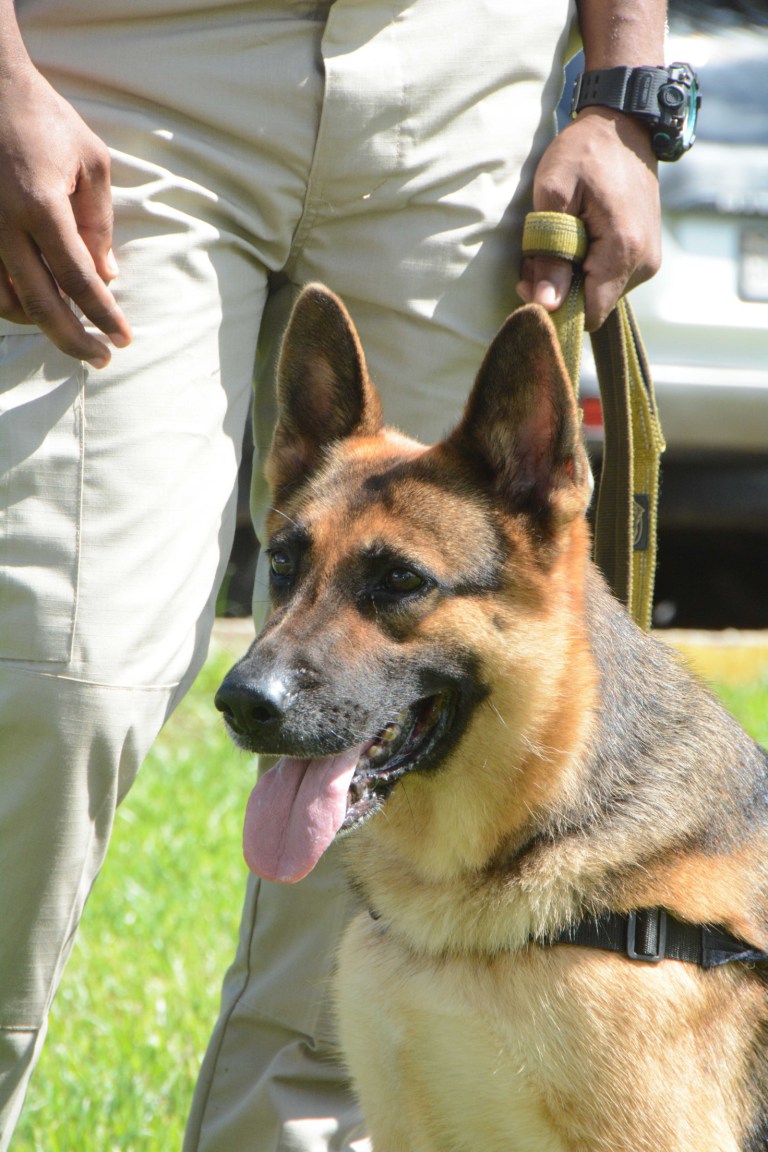El fino olfato de los canes es usado para combatir el delito