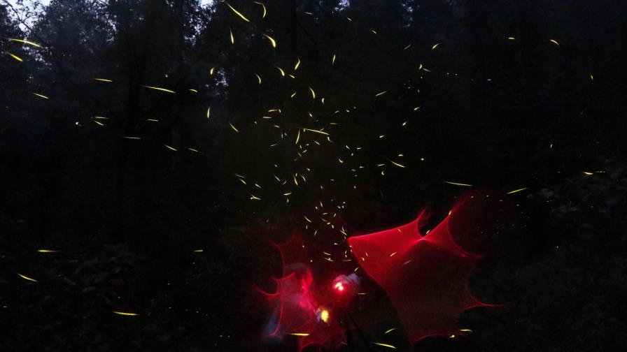 La presencia de luciérnagas, indicador clave para la conservación de bosques 