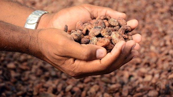 Cuba cosechó 200 toneladas de cacao en 2017, la cifra más baja en 70 años