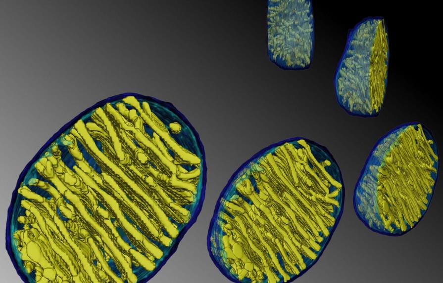 Estudio determina que las mitocondrias funcionan a 50 grados centígrados