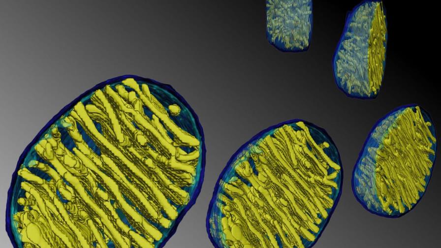 Estudio determina que las mitocondrias funcionan a 50 grados centígrados
