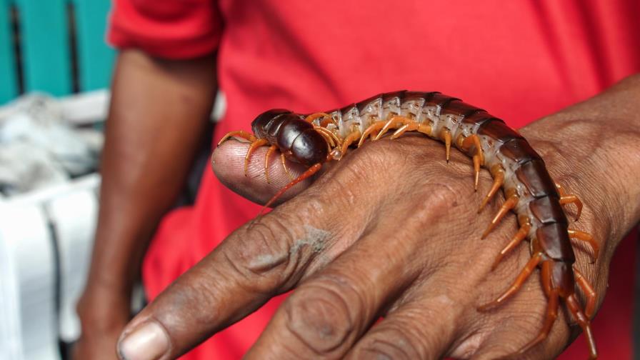 Descubren antídoto
veneno de ciempiés