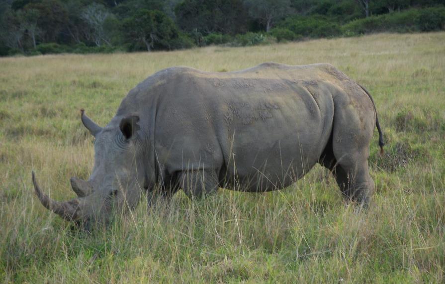 Un banco de ADN de rinocerontes, herramienta contra los cazadores furtivos