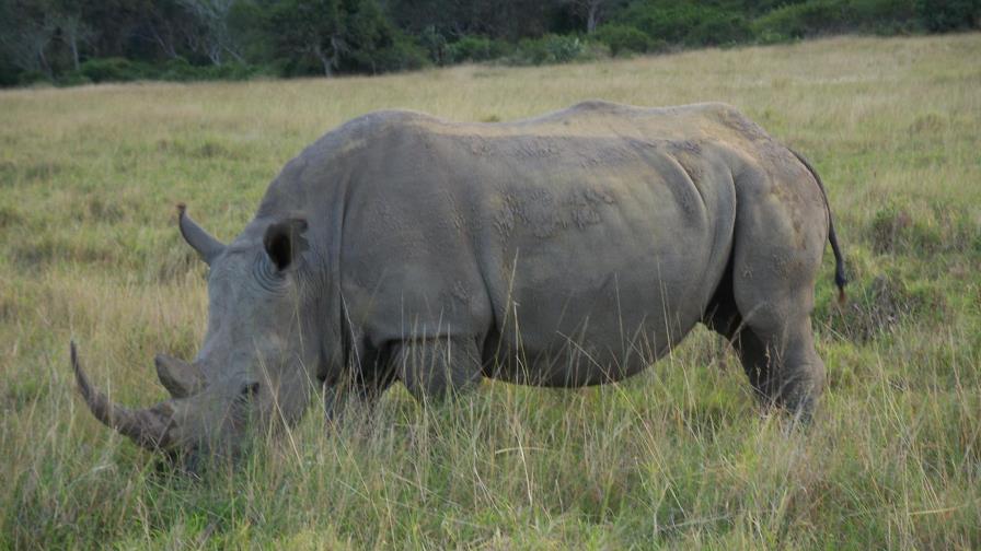 Un banco de ADN de rinocerontes, herramienta contra los cazadores furtivos