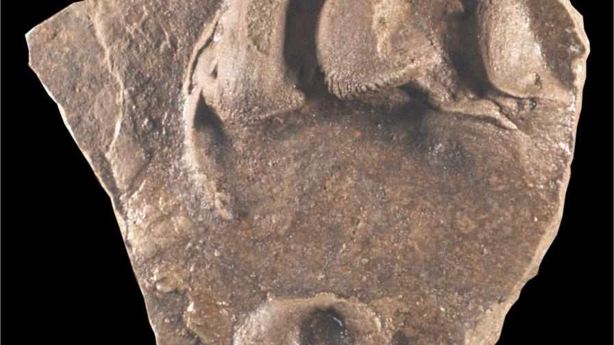 Descubren huellas de tortugas fósiles de hace más de 227 millones de años