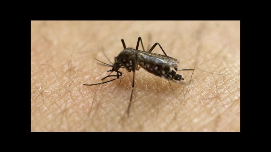 Liberarán mosquitos infectados con bacteria en Miami para combatir el zika Liberarán mosquitos infectados con bacteria en Miami para combatir el zika