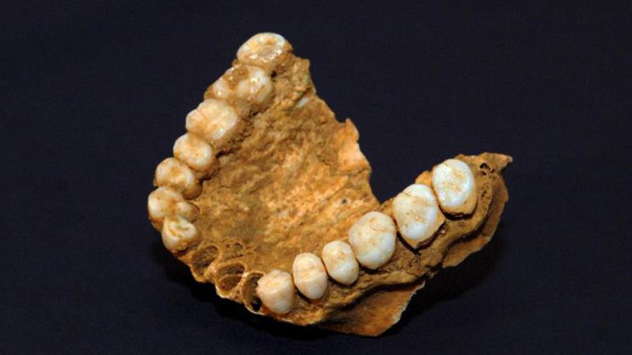 Nuevo hallazgo permite identificar neandertales gracias a dientes digeridos