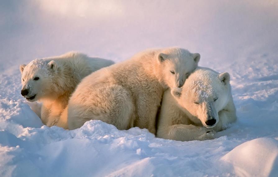 Osos polares tienen problemas para cazar focas por culpa del cambio climático 