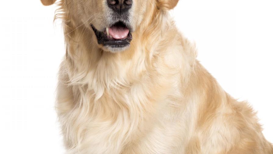 Cuándo castrar a un perro Cuándo castrar a un perro