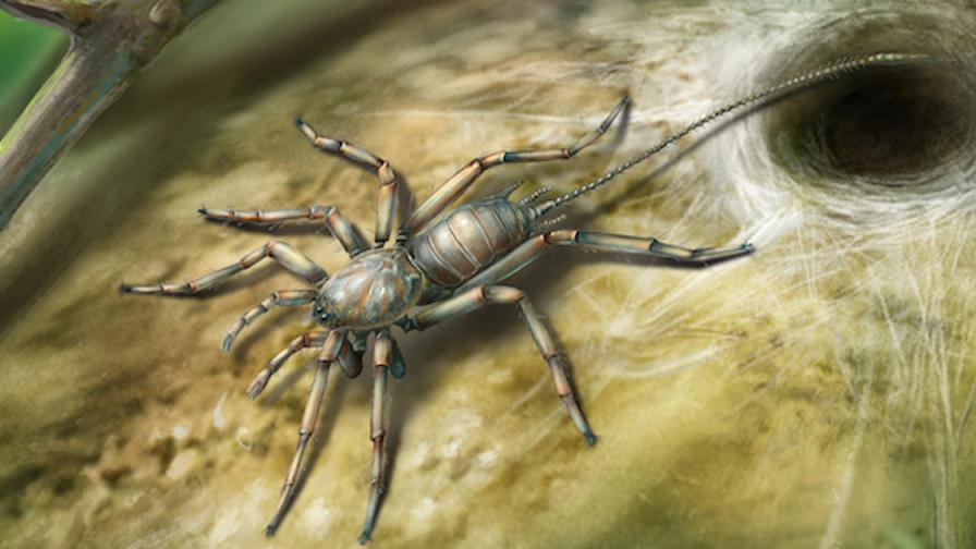 Una araña con  la cola preservada en ambar hace 100 millones de años