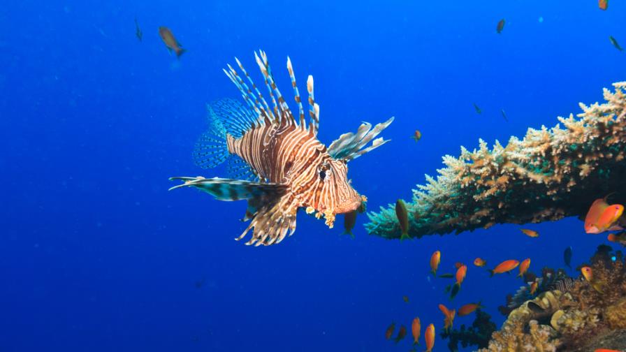 Las especies exóticas invasoras siguen aumentando en el mundo, según estudio 