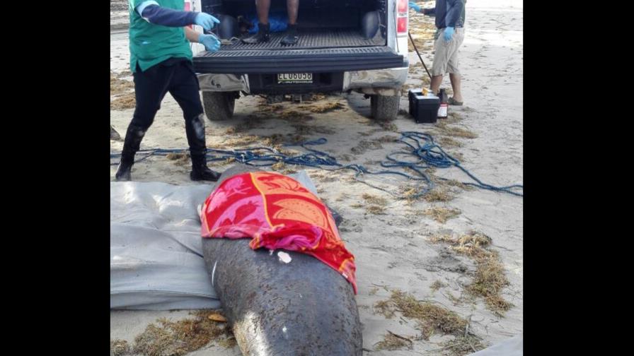 Manatí encalla en playa de Samaná; realizan labores de rescate