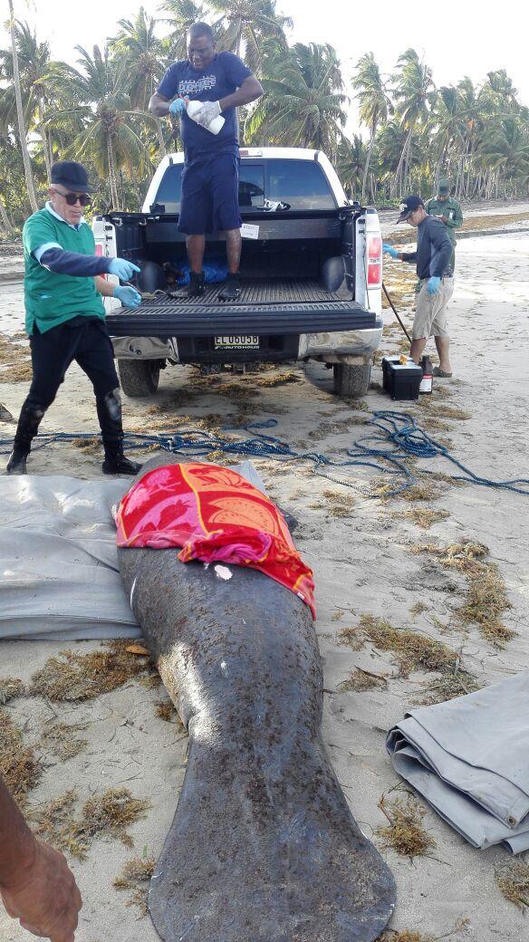 Reciben en el Acuario manatí encontrada en playas de Samaná; sufrió heridas con armas punzantes