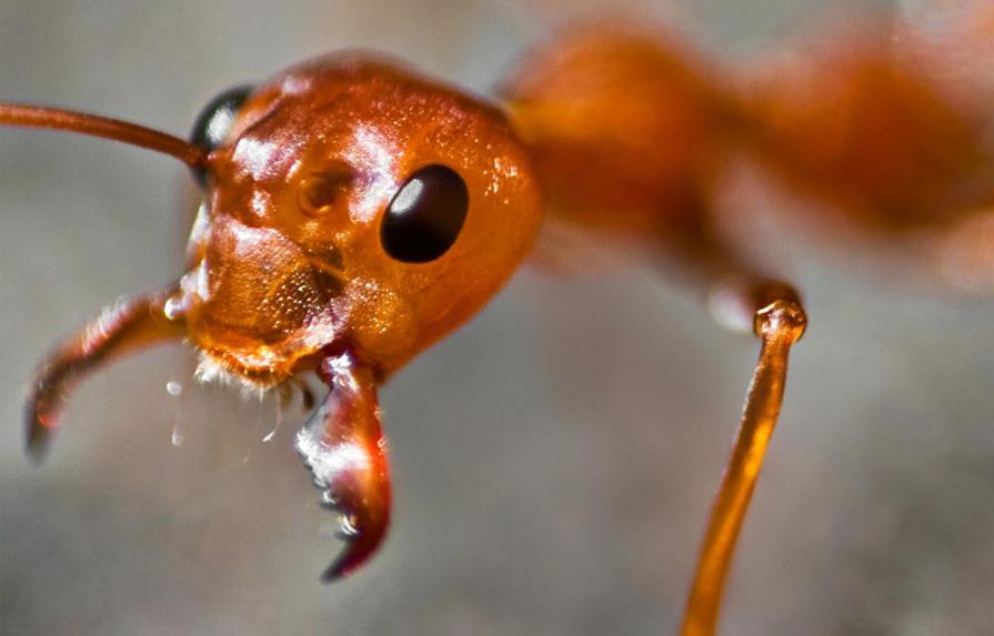 Los antibióticos producidos por las hormigas podrían aplicarse a los humanos