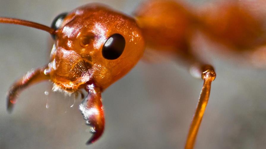 Los antibióticos producidos por las hormigas podrían aplicarse a los humanos