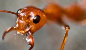 Las hormigas pueden oler el cáncer