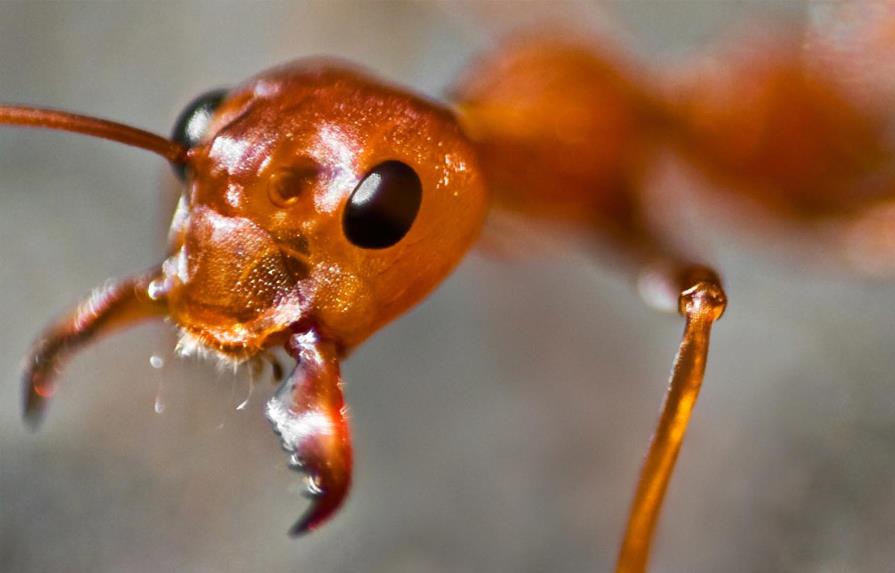Las hormigas pueden oler el cáncer