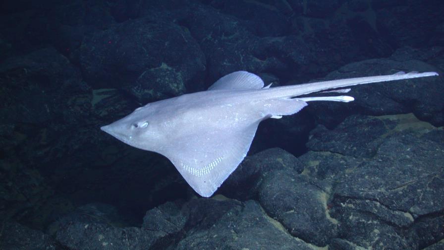 Algunos peces raya incuban huevos en fuentes hidrotermales, según un estudio