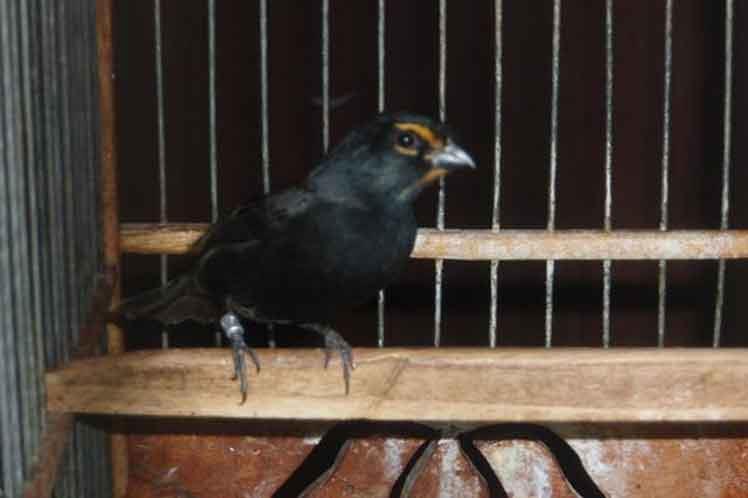 Cuba tiene nueva ave, el “tomegrito”, fruto de cruce entre tomeguin y negrito