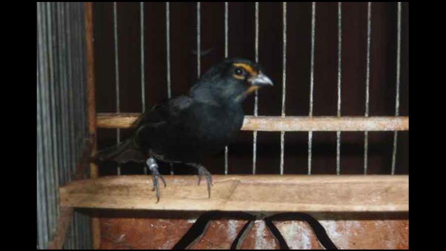 Cuba tiene nueva ave, el “tomegrito”, fruto de cruce entre tomeguin y negrito