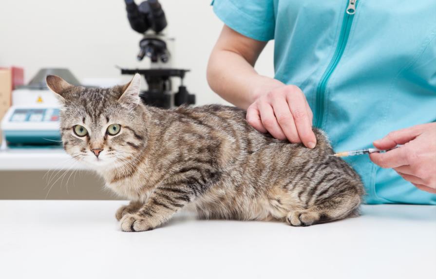 Vacunas para gatos