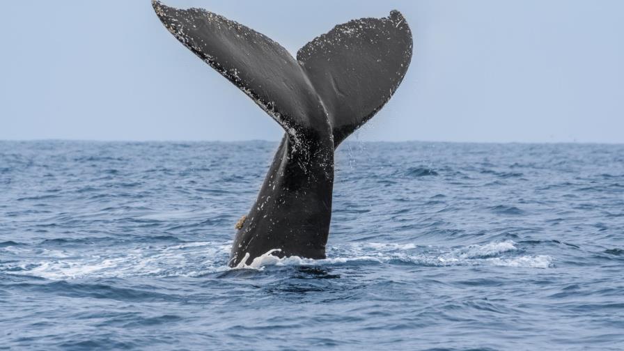 Llega a República Dominicana ganadora del VIII concurso “Susurrador de Ballenas”