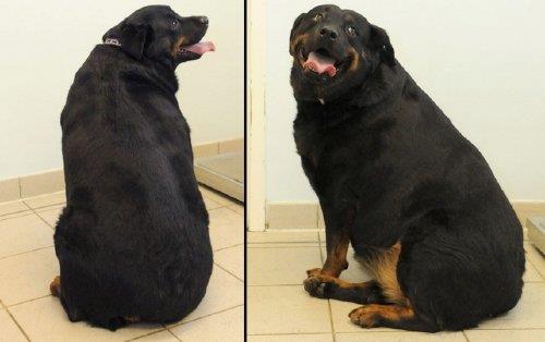 Una perra con sobrepeso